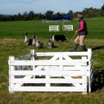 Country Pursuits Team Building Event